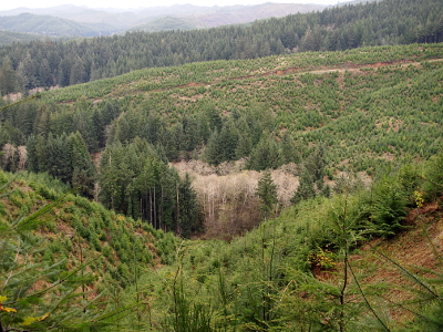 [In the far distance and in a small valley are mature trees while all other area in view are the very small trees of new growth.]